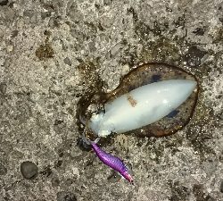 今年初釣行釣果です(*゜Q゜*)