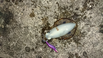 今年初釣行釣果です(*゜Q゜*)