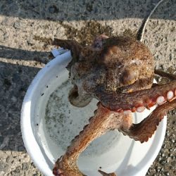 アジング&泳がせ釣りでまさかのゲスト！