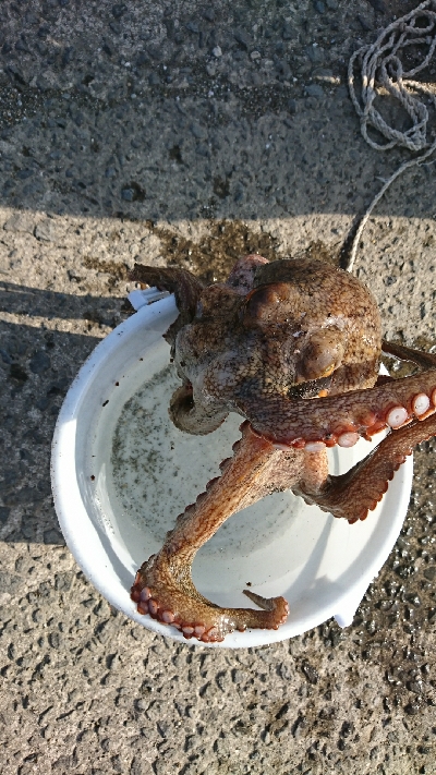 アジング&泳がせ釣りでまさかのゲスト！