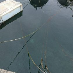 ワインドでカサゴ