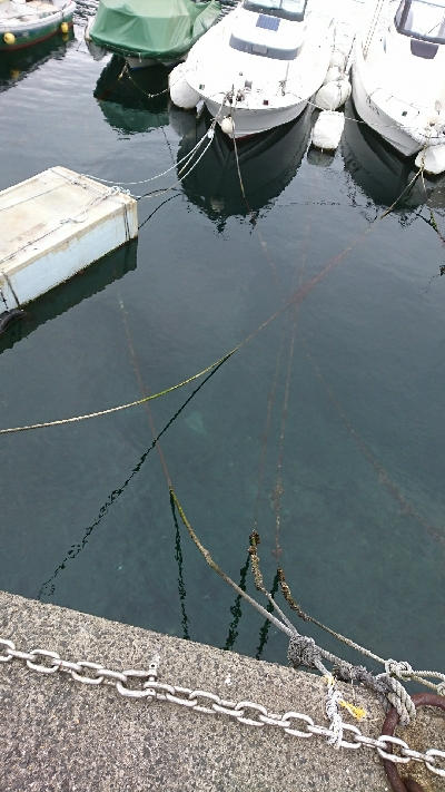 ワインドでカサゴ