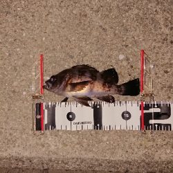 連日メバリング