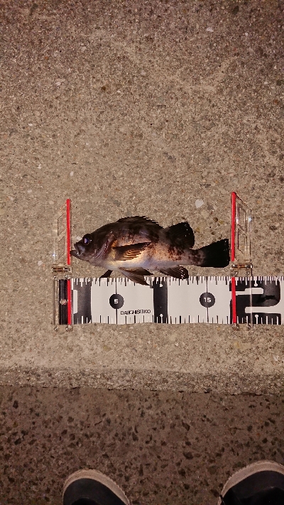 連日メバリング