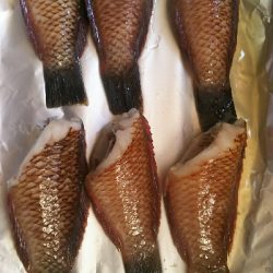 夏の様な釣れ方