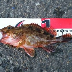 久しぶりに本命ゲット