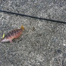 デイライトゲーム