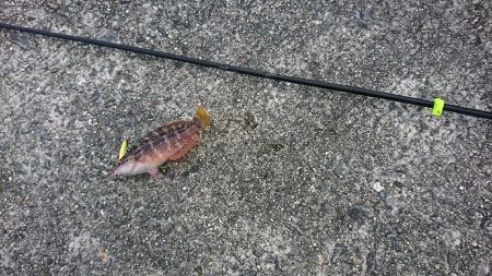 デイライトゲーム