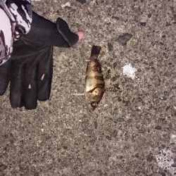 ライトルアーゲーム