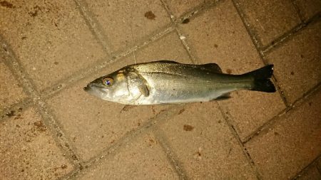 アジはおわり？