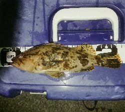 撃沈からアゲアゲまた凹み