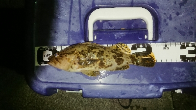 撃沈からアゲアゲまた凹み