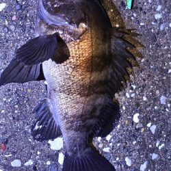 今シーズン初のメバル( ￣▽￣)