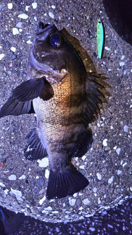 今シーズン初のメバル( ￣▽￣)