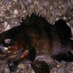 メバルプラッギング！