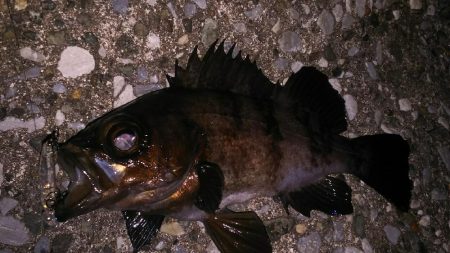 メバルプラッギング！