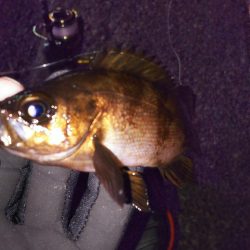 連敗ストップ((o(￣ー￣)o))