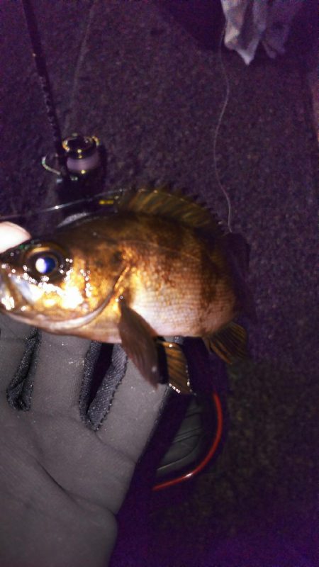 連敗ストップ((o(￣ー￣)o))