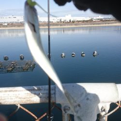 メバリングに来ましたが・・・