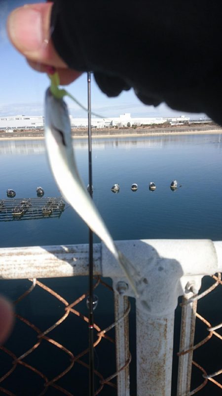 メバリングに来ましたが・・・