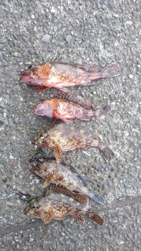 カサゴ ワームゲーム