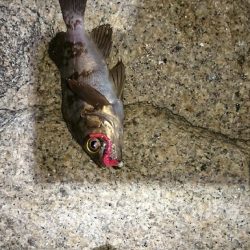 ラインセレクト