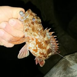 釣り部 釣行記 12