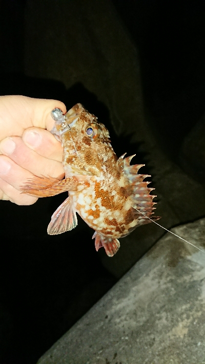 釣り部 釣行記 12