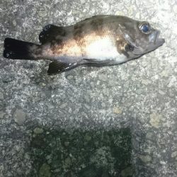 渋々メバリング