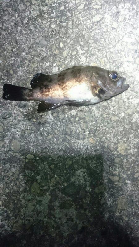 渋々メバリング