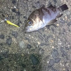 渋い状況でした。