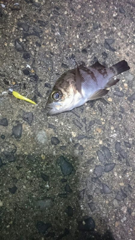 渋い状況でした。