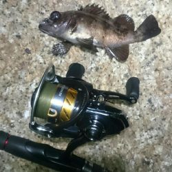 極寒メバリング