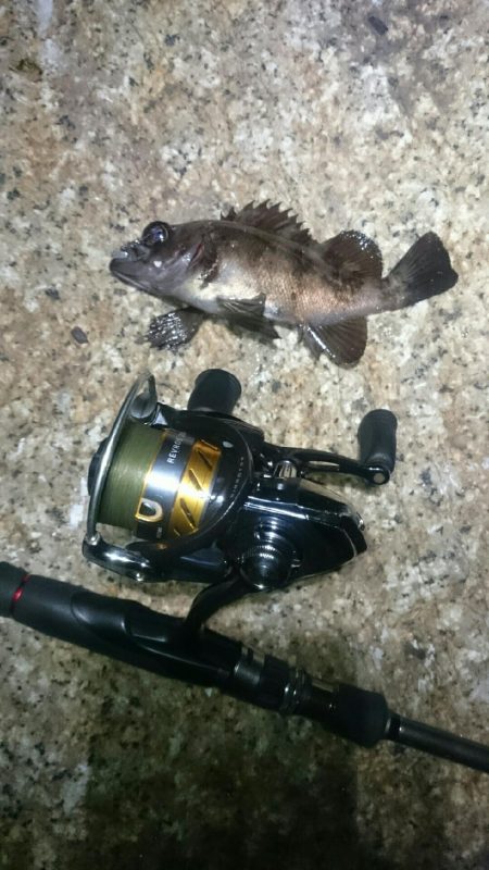 極寒メバリング