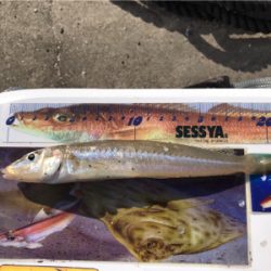 年末越冬キス釣り