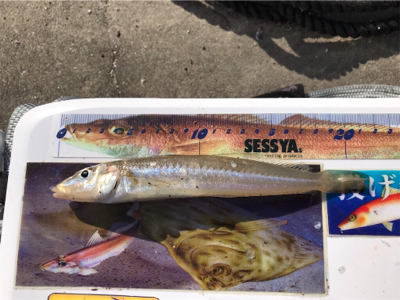 年末越冬キス釣り