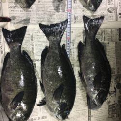 グレ釣り
