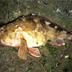 新年初釣行はゲストから…