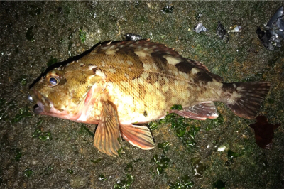 新年初釣行はゲストから…