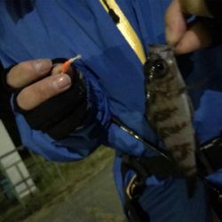 初めて山口県で釣り