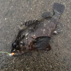 元旦からメバリングアジング