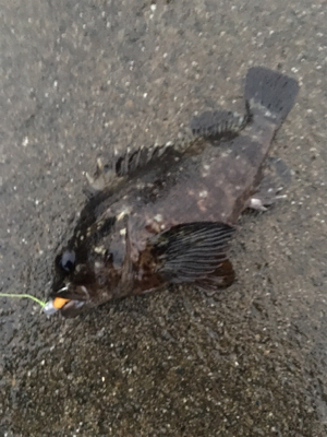 元旦からメバリングアジング