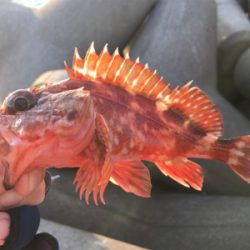 水軒テトラで安定感のガッシー