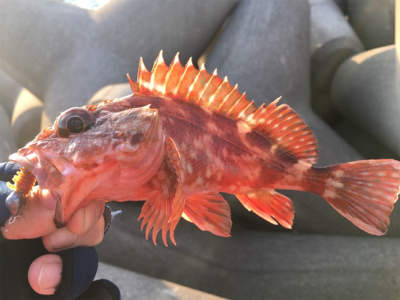 水軒テトラで安定感のガッシー
