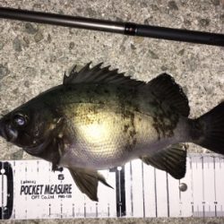 初釣りメバリング