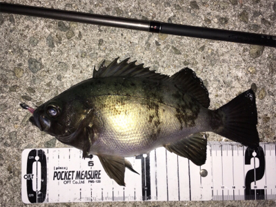 初釣りメバリング