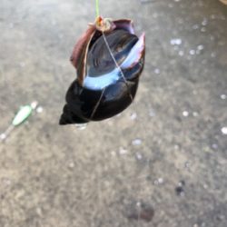 初釣りに来ましたが…