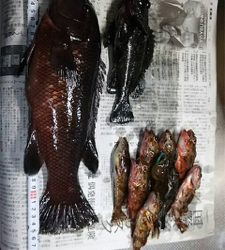 コブダイ釣りと五目釣り