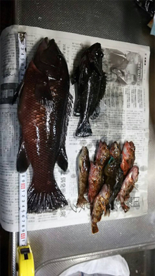 コブダイ釣りと五目釣り