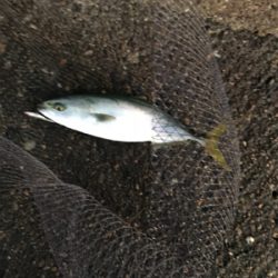 デイシーバス狙いが